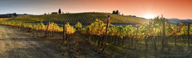 Chianti Classico bölgesindeki muhteşem üzüm bağları sonbahar sezonu boyunca gün batımının ışığı altında renklenmiştir. Greve in Chianti, Italy.