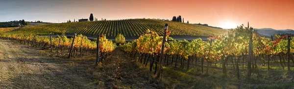 Fantastiska Vingårdar Chianti Classico Regionen Färgade Ljuset Solnedgången Höstsäsongen Greve — Stockfoto