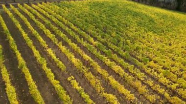 Floransa ve Siena arasındaki Chianti Classico 'nun göbeğindeki üzüm bağları sonbahar mevsiminde sararır. San Casciano Val di Pesa, İtalya yakınlarındaki Chianti bölgesindeki sarı üzüm bağlarının hava manzarası.