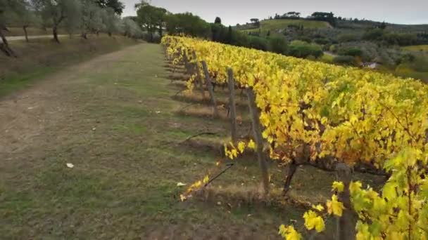 Wijngaarden Het Hart Van Chianti Classico Tussen Florence Siena Worden — Stockvideo