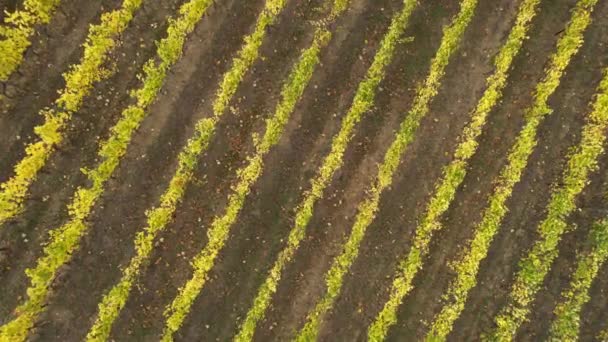 Podzimní Sezóna Let Nad Řadami Žlutých Vinic Oblasti Chianti Classico — Stock video