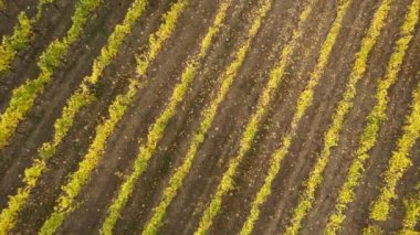 Sonbahar sezonu, İtalya 'nın Val di Pesa kentindeki San Casciano yakınlarındaki Chianti Classico bölgesindeki sarı üzüm bağlarının üzerinden uçuyor.