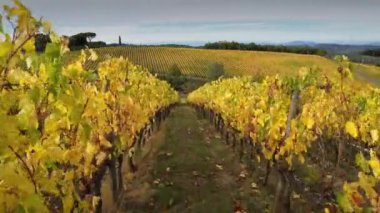 Chianti Classico 'nun göbeğindeki güzel üzüm bağları sonbahar mevsiminde Floransa ve Siena arasında sararır. San Casciano Val di Pesa yakınlarındaki Chianti bölgesindeki sarı üzüm bağlarından uçuş..