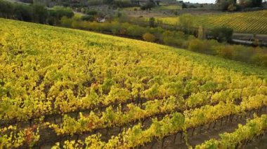 Floransa ve Siena arasındaki Chianti Classico 'nun göbeğindeki muhteşem üzüm bağları sonbahar mevsiminde sararır. San Casciano Val di Pesa, İtalya yakınlarındaki Chianti bölgesindeki sarı üzüm bağlarının hava manzarası..