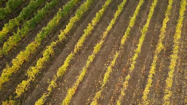Temporada Outono Voo Sobre Fileiras Vinhas Amarelas Área Chianti Classico — Vídeo de Stock