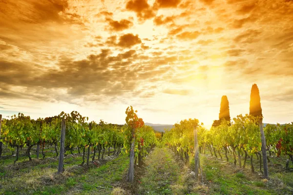 Rows Vineyards Sunset Chianti Area Florence Italy — Stock Photo, Image