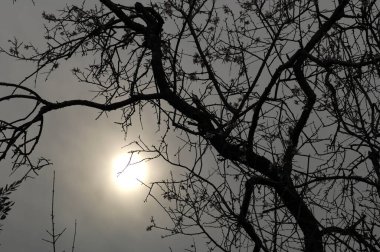 Karanlık gökyüzüne karşı ağaç siluetleri. Doğa arkaplan, Karanlık ton