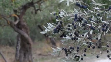 Hasat sırasında Toskana 'nın Chianti bölgesindeki zeytin dallarında olgunlaşmış zeytinler. İtalya, Avrupa