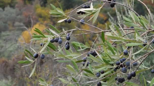 Aceitunas Maduras Las Ramas Olivos Región Del Chianti Toscana Durante — Vídeos de Stock