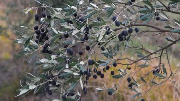 Rijp Olijven Takken Van Olijfbomen Van Chianti Regio Toscane Tijdens — Stockvideo