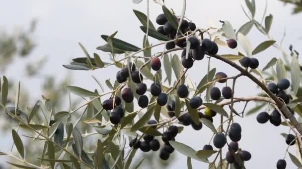 Aceitunas Maduras Las Ramas Olivos Región Del Chianti Toscana Durante — Vídeos de Stock
