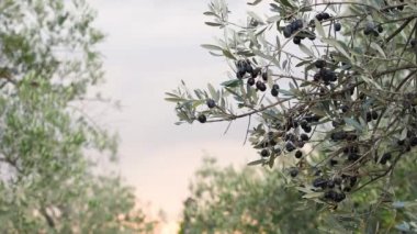 Hasat sırasında Toskana 'nın Chianti bölgesindeki zeytin dallarında olgunlaşmış zeytinler. İtalya, Avrupa