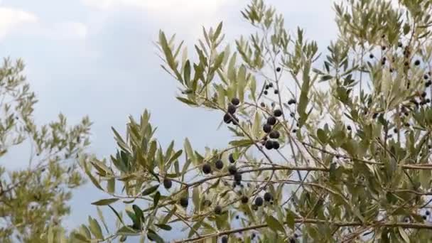 Reife Oliven Auf Den Zweigen Der Olivenbäume Des Chianti Der — Stockvideo