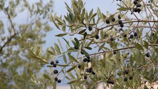 Aceitunas Maduras Las Ramas Olivos Región Del Chianti Toscana Durante — Vídeos de Stock