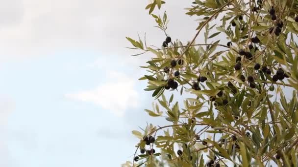 Aceitunas Maduras Las Ramas Olivos Región Del Chianti Toscana Durante — Vídeos de Stock