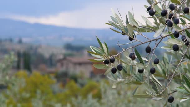 Durante Vendemmia Sulle Fronde Degli Ulivi Del Chianti Toscano Maturano — Video Stock