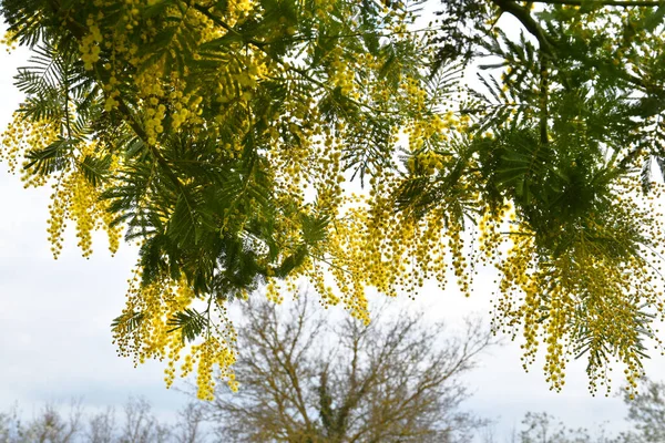 Желтые Цветы Мимозы Растении Цветение Мимозы Италии Феврале — стоковое фото
