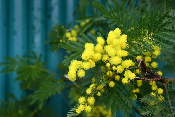 2月にイタリアでミモザの花 植物の黄色のミモザの花の小枝 閉鎖だ — ストック写真