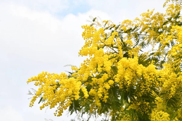 植物に黄色のミモザの花 2月のイタリアのミモザの花 — ストック写真