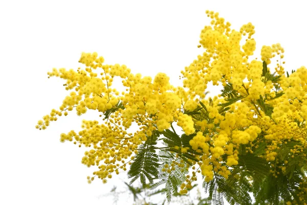 Beyaz Gökyüzüne Karşı Bitkinin Üzerindeki Sarı Mimoza Çiçeklerini Kapat — Stok fotoğraf