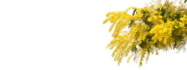 Bahar kompozisyonu ve mimoza çiçekleri. Beyaz arka planda Mimosa, bahar mevsimi konsepti. 8 Mart 'ın sembolü, mutlu kadınlar günü. kopyalama alanı. uzun pankart