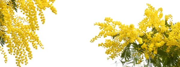 Lentecompositie Met Mimosa Bloemen Mimosa Witte Achtergrond Lenteseizoen Concept Symbool — Stockfoto