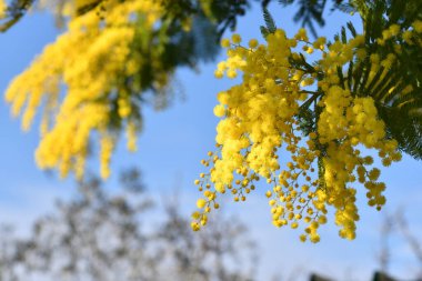 Mavi gökyüzüne karşı çiçek açan mimoza ağacı. Mimosa arka planda çiçek açıyor. Seçici odaklanma. Mimoza 'nın çiçekli dalı 8 Mart' ta Uluslararası Kadınlar Günü için kadınlara sunuluyor.. 