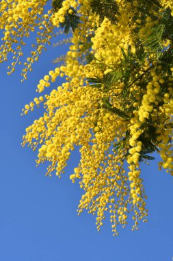 Mavi gökyüzüne karşı çiçek açan mimoza ağacı. Mimosa arka planda çiçek açıyor. Seçici odaklanma. Mimoza 'nın çiçekli dalı 8 Mart' ta Uluslararası Kadınlar Günü için kadınlara sunuluyor.. 