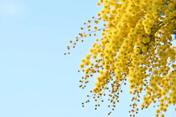 Kvetoucí Mimóza Proti Modré Obloze Mimosa Rozkvétá Pozadí Selektivní Soustředění — Stock fotografie
