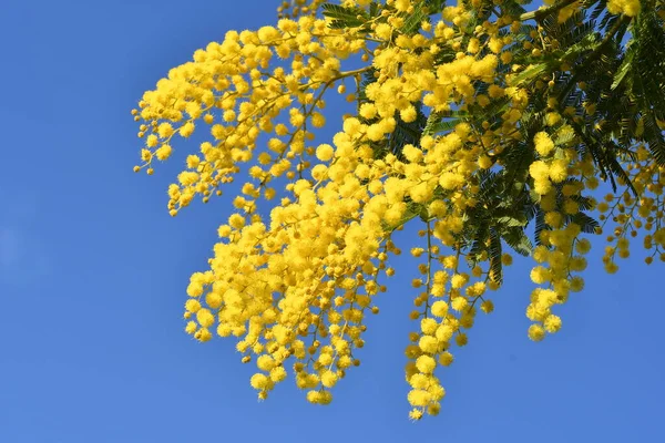 Flowering mimosa tree against blue sky. Mimosa blooms background. Selective focus. The flowery branch of mimosa is offered to women on March 8th for the International Women\'s Day.