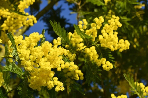 Çiçekli Mimoza Ağacı Mimosa Arka Planda Çiçek Açıyor Seçici Odaklanma — Stok fotoğraf