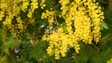 Çiçekli mimoza ağacı. Mimosa arka planda çiçek açıyor. Seçici odak.