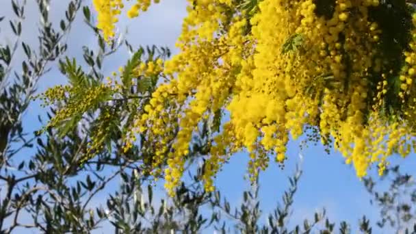 Blühender Mimosenbaum Mimosa Blüht Hintergrund Selektiver Fokus — Stockvideo
