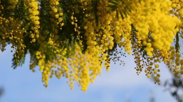 Kwitnące Drzewo Mimozy Przeciwko Błękitnemu Niebu Mimosa Kwitnie Tle Wybiórcze — Wideo stockowe