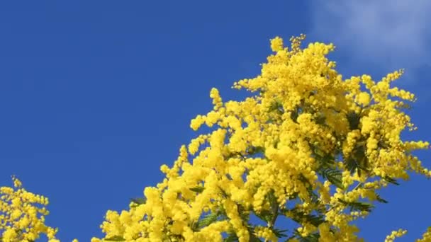 Takken Van Mimosa Acacia Dealbata Bewegen Wind Een Zonnige Dag — Stockvideo