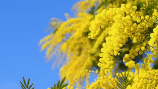Kwitnące Drzewo Mimozy Przeciwko Błękitnemu Niebu Mimosa Kwitnie Tle Wybiórcze — Wideo stockowe