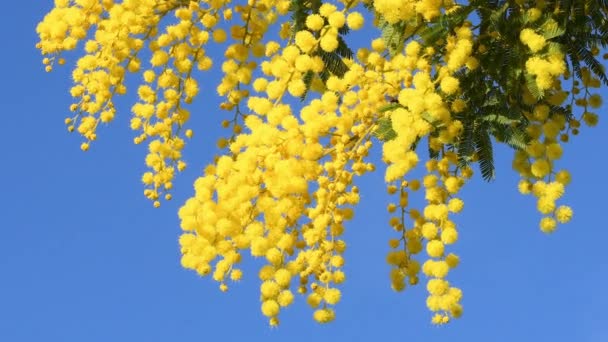 Rami Mimosa Acacia Dealbata Muovono Nel Vento Una Giornata Sole — Video Stock