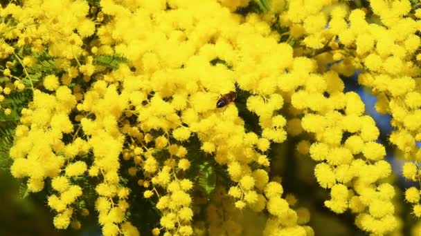 Bijen Bestuiven Een Bloeiende Mimosa Februari — Stockvideo
