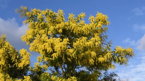 Takken Van Mimosa Acacia Dealbata Bewegen Wind Een Zonnige Dag — Stockvideo