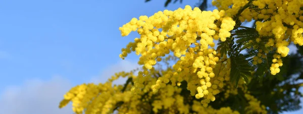 在蓝天的映衬下 开花的杜鹃树 Mimosa开花的背景 有选择的重点 在3月8日的国际妇女节之际 将向妇女们提供含羞草的枝叶 长条旗 — 图库照片