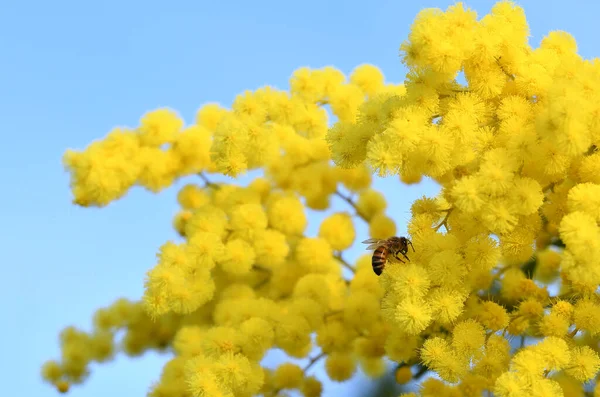 Пчела Опыляет Цветущую Мимозу Феврале — стоковое фото