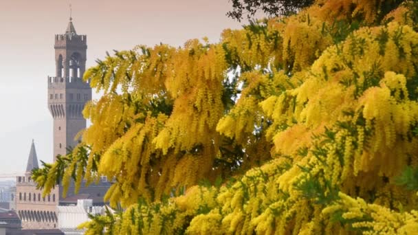 Palazzo Comunale Firenze Con Rami Mimosa Fiorita Acacia Dealbata Primo — Video Stock