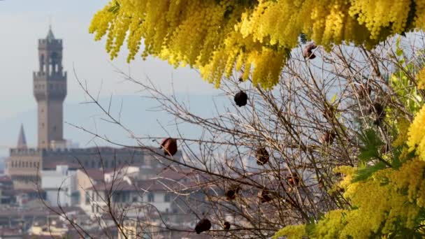 Takken Van Bloeiende Mimosa Acacia Dealbata Bewegen Wind Met Het — Stockvideo