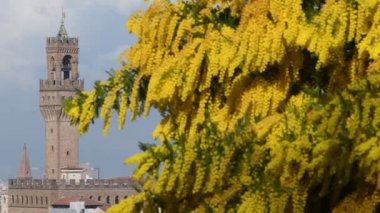 Floransa 'daki Piazzale Michelangelo Meydanı' nda çiçek açan Mimosa fabrikasının arka planında Floransa Belediye Binası Kulesi var. İtalya. Arkaplandan arkaplana hareket et.