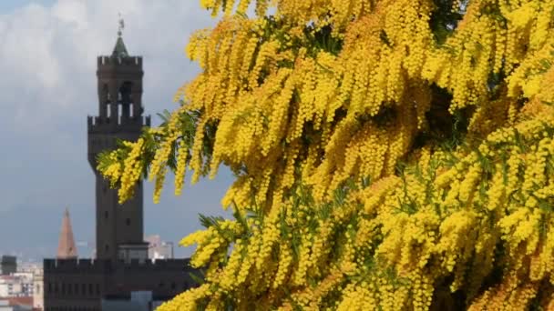 Mimosa Blom Vid Michelangelo Square Florens Med Tower Town Hall — Stockvideo