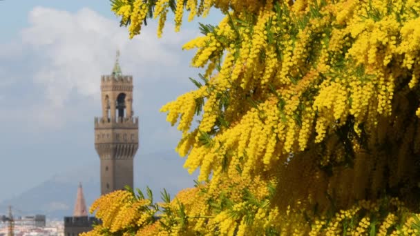 Mimosa Bloei Bij Piazzale Michelangelo Florence Met Toren Van Het — Stockvideo