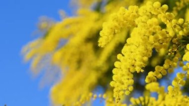 Mimoza 'nın güzel dalları (Acacia deal bata) mavi gökyüzü ile güneşli bir günde rüzgarda hareket eder. Mimoza 'nın çiçekli dalı 8 Mart' ta Uluslararası Kadınlar Günü için kadınlara sunuluyor. seçici odak