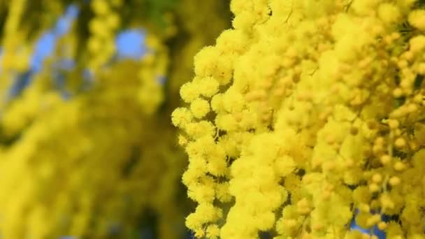 Close Van Takken Van Prachtige Bloeiende Mimosa Acacia Dealbata Bloemrijke — Stockvideo