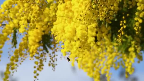 Abelha Polinizando Uma Mimosa Florescente Fevereiro Ramos Mimosa Acacia Dealbata — Vídeo de Stock