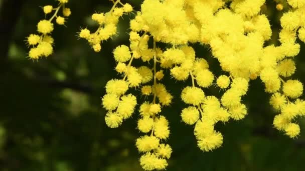 Primo Piano Rami Bella Mimosa Fiorita Acacia Dealbata Ramo Fiorito — Video Stock